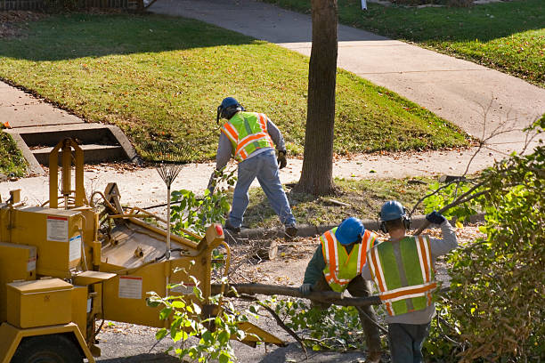 Best Hazardous Tree Removal  in Denham Springs, LA